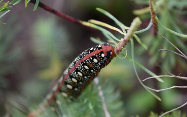 Gros plan de la chenille du Sphinx de l'Euphorbe, Spurge Hawkmoth,  Leafy Spurge Hawkmoth (Hyles euphorbiae) dans son milieu naturel.