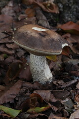 Leccinum scabrum, brown edible fungus in leaves