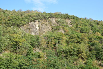 pine tree in the mountains