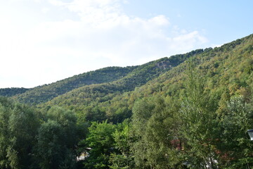 forest in the mountains