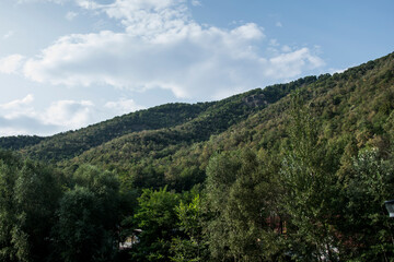 forest in the mountains