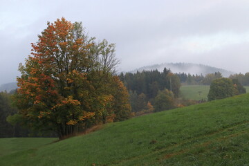 Fogy morning in the mountains