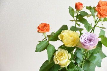 カラフルなバラ