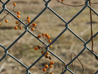 フェンスに絡みついているヘクソカズラ