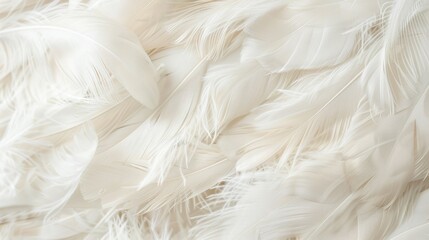 Obraz premium White Feathers Texture