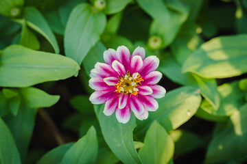 beauty pink zinnia flower blossom in garden