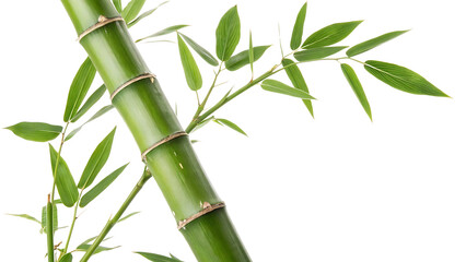 Bamboo Stalk PNG,  A single bamboo stalk with alternating green leaves and smooth, segmented textures, isolated on a transparent background.