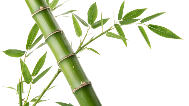 Bamboo Stalk PNG,  A single bamboo stalk with alternating green leaves and smooth, segmented textures, isolated on a transparent background.