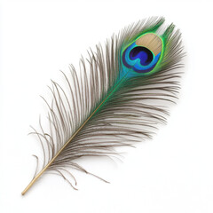 Obraz premium vibrant peacock feather with striking colors on white background