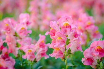 Obraz premium pink dragon flowers or antirrhinum flowers blooming in spring garden