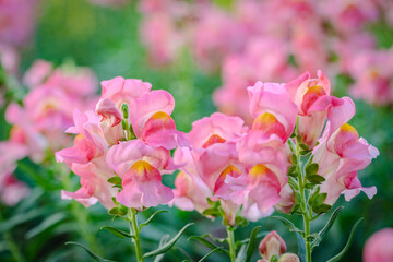 pink dragon flowers or antirrhinum flowers blooming in spring garden