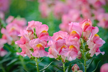 pink dragon flowers or antirrhinum flowers blooming in spring garden