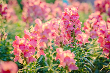 pink dragon flowers or antirrhinum flowers blooming in spring garden