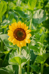 beauty yellow sunflower blossom in garden