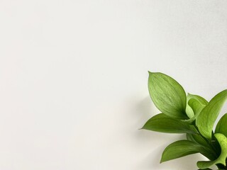 Leaves corner border on isolated background 