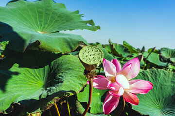 Scenic beautiful view nature of Red Lotus Lake. Pink water lilies nymphaeaceae blooming on the...