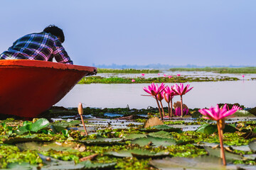 Scenic beautiful view nature of Red Lotus Lake. Pink water lilies nymphaeaceae blooming on the...