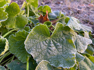 in the city in winter, the green leaves of plants are covered with snow