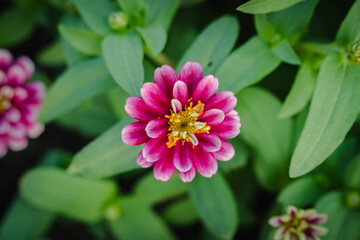 beauty pink zinnia flower blossom in garden