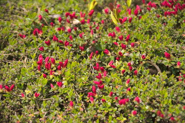 別府市　別府公園