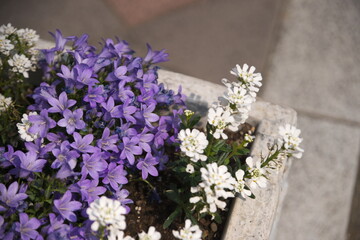 別府市　別府公園