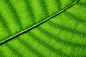 A close-up shot of a vibrant green leaf
