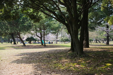 別府市　別府公園