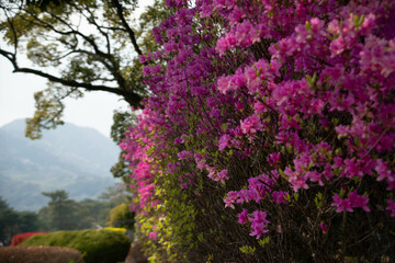別府市　別府公園
