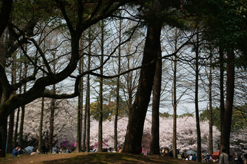 別府市　別府公園