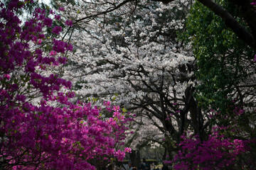 別府市　別府公園