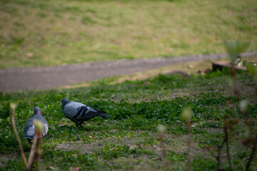別府市　別府公園