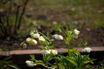 別府市　別府公園