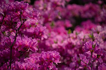 別府市　別府公園