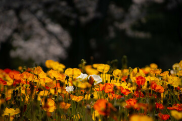 別府市　別府公園