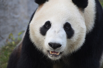Panda close up face sitting in tree