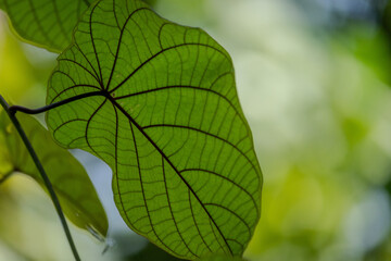 Green leaves