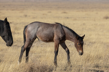 Fototapeta premiumWild Horse Mare and Foal in the Utah Desert in Autumn