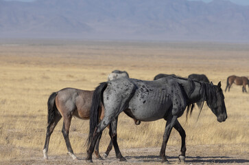 











Wild Horse Mare and Foal in the Utah Desert in Autumn