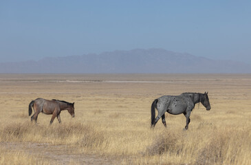 











Wild Horse Mare and Foal in the Utah Desert in Autumn