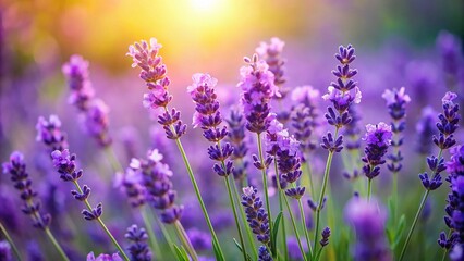 Tilt-Shift Lavender Photography: Purple Flowers, Lush Foliage, Delicate Petals