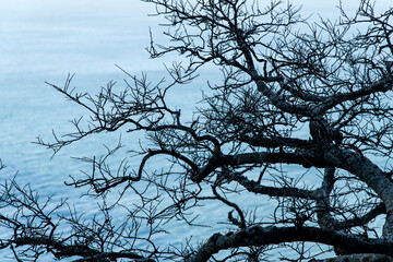 high-angle view of the bare tree against the sea
