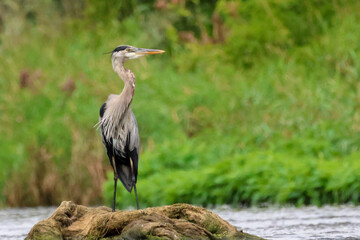 Fototapeta premium A great blue heron on a rock. 