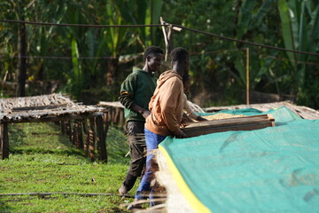 Coffee workers, Yirgachefe coffee pre-preparation, washing, pulping during harvesting, Gedo Region,...
