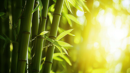 Sunlit Bamboo Stalks with Soft Focus and Rich Natural Colors in the Background