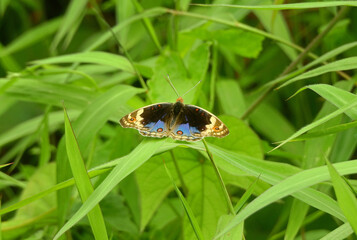 butterfly on a leaf