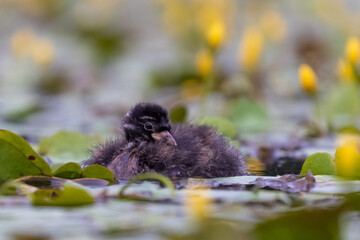 junger Zwergtaucher schwimmt in einem Teich mit blühenden Wasserpflanzen - aufgenommen aus dem floating hide
