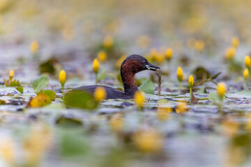 Zwergtaucher mit Frosch im Schnabel schwimmt in einem Teich mit blühenden Wasserpflanzen - aufgenommen aus dem floating hide