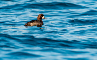 Pasbaş patka (Aythya nyroca), ördekgiller (Anatidae) familyasından orta büyüklükte bir dalıcı ördek türü.