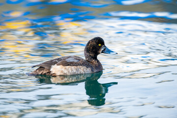 Pasbaş patka (Aythya nyroca), ördekgiller (Anatidae) familyasından orta büyüklükte bir dalıcı ördek türü.