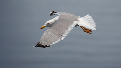 Yellow-legged gull Larus michahellis